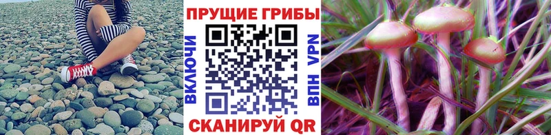 гидра зеркало  Почеп  Псилоцибиновые грибы прущие грибы  купить наркоту 